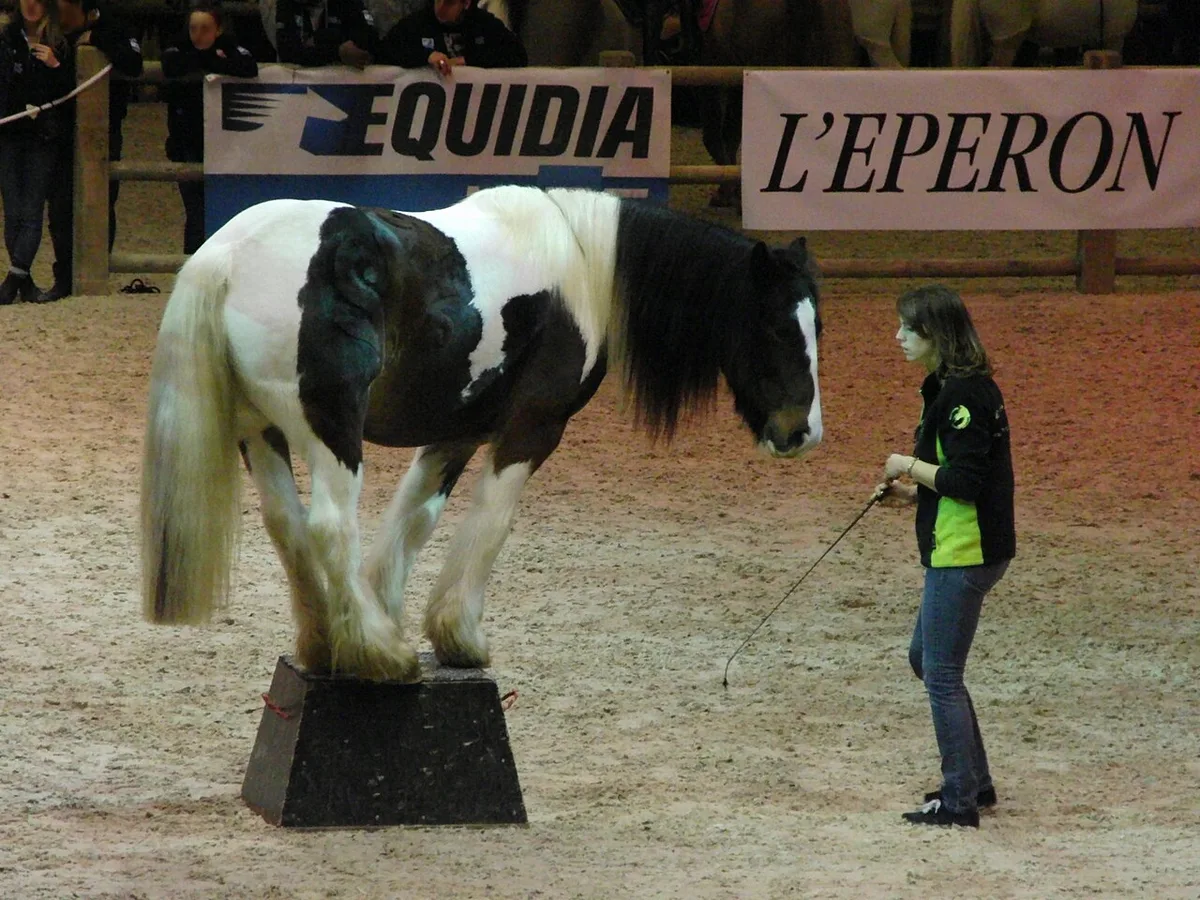 Horse Breed Types: From Cobs and Hunters to Britain's Forgotten Horses